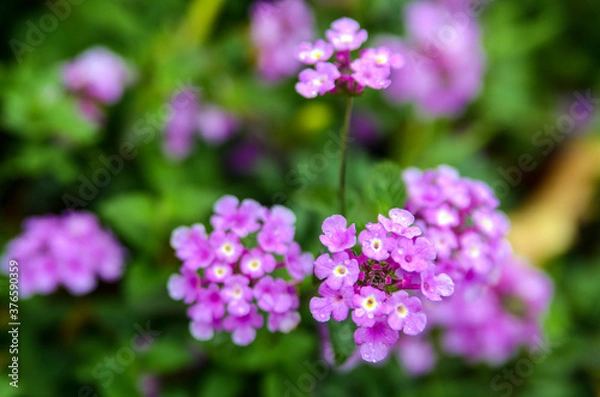 Obraz purple flowers in the garden