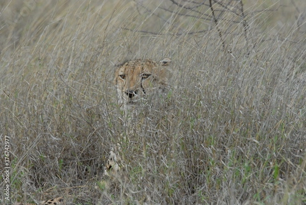 Fototapeta Cheetah hiding