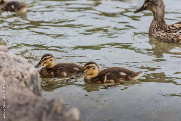 Fototapeta two little baby ducks in the water