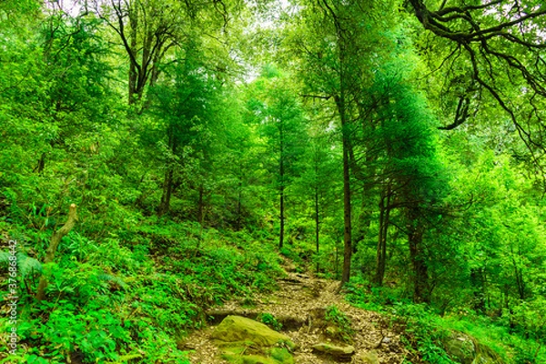 Obraz View enroute to Prashar Lake trekking trail through tropical evergreen himalayan rainforest. It is located at a height of 2730 m above sea level in lesser himalayas peaks near Mandi, Himachal Pradesh.