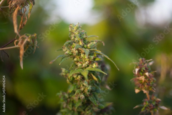 Fototapeta Marijuana grows on the street. 