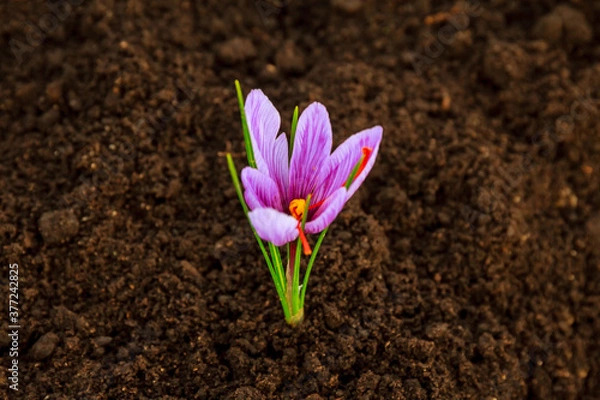 Fototapeta Saffron flowers on a saffron field during flowering. soft focus