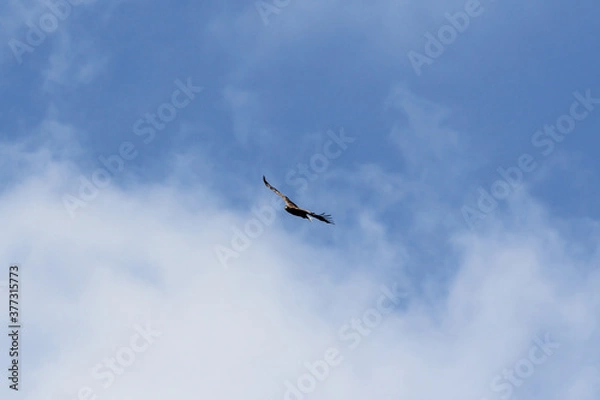 Fototapeta Flight of a hawk in the sky.