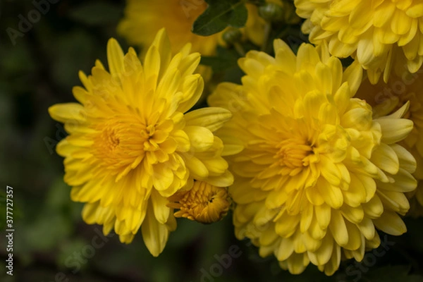 Fototapeta Yellow chrysanthemum with a bud on a green background