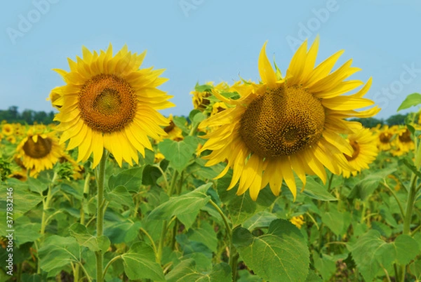 Fototapeta Sunflower field against the sky