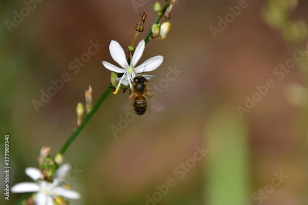 Fototapeta FLOR CON ABEJA