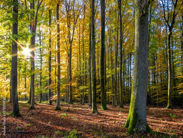 Fototapeta idyllic forest scenery at autumn time