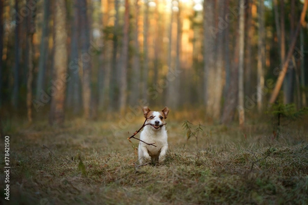 Fototapeta dog runs in a pine forest. little active jack russell in nature