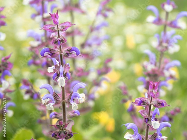 Fototapeta Purple and white flowers of sage, salvia officinalis, medicinal plant, blooming in a garden, closeup with selective focus