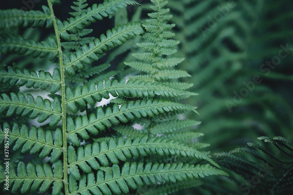 Fototapeta Fresh green fern leves  as a beautiful nature background