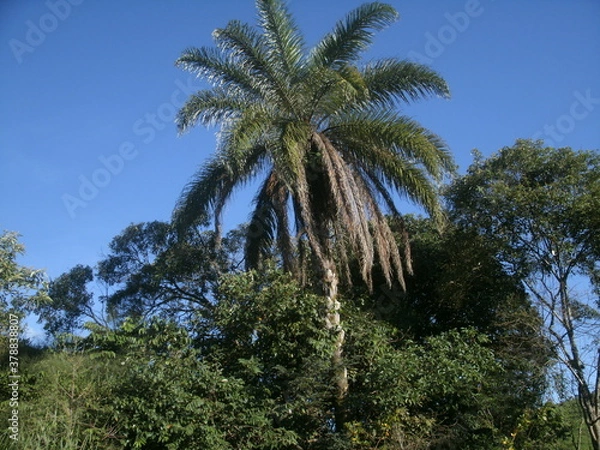 Fototapeta palm trees against sky