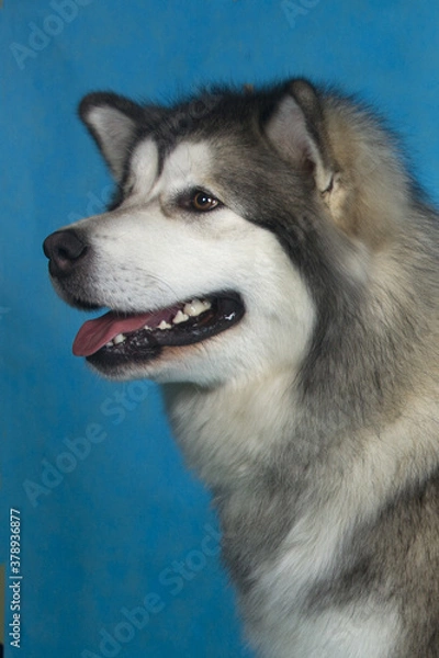 Fototapeta siberian husky dog