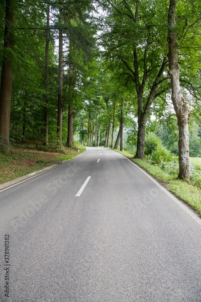 Fototapeta Forest Road