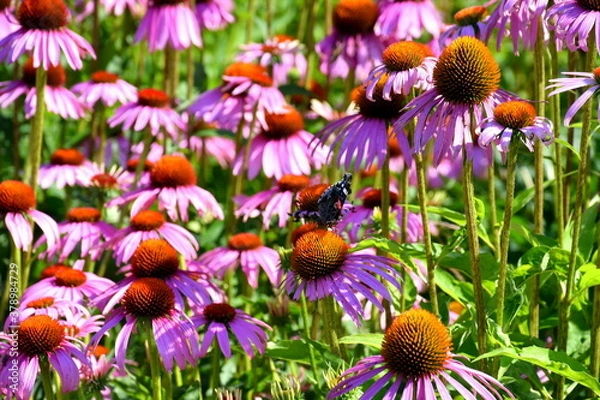 Fototapeta Close up on a set of beautiful violet and purple flowers with a single small butterfly sitting on one of the plants seen on a sunny summer day on a Polish countryside during a hike