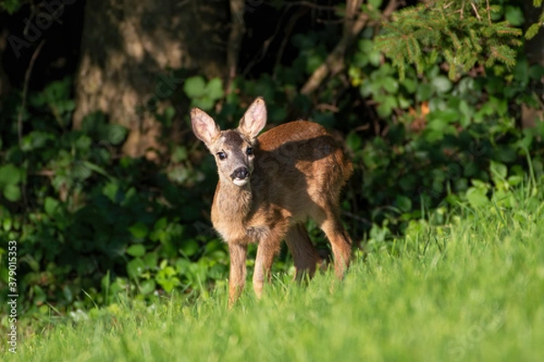 Fototapeta Roe Deer fawn