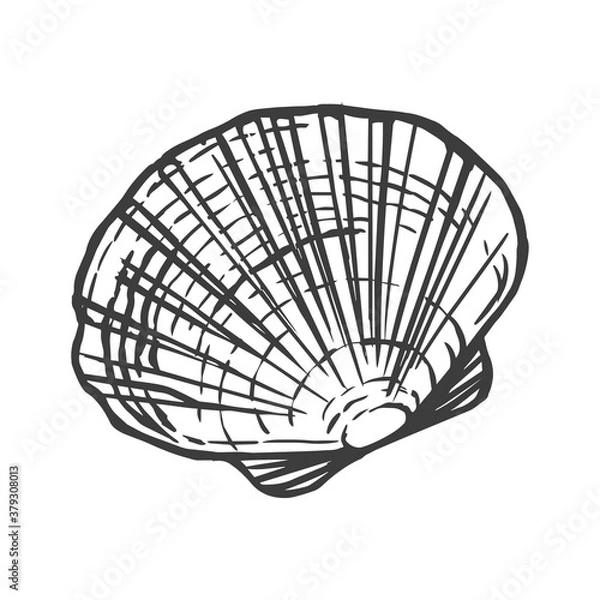 Fototapeta Saltwater scallop seashell, clam, conch. Sketch style vector illustration isolated on white background. Black engraving vintage art