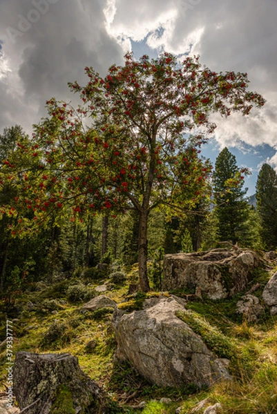 Fototapeta Puntleidersee, lake, Southtirol, Italy