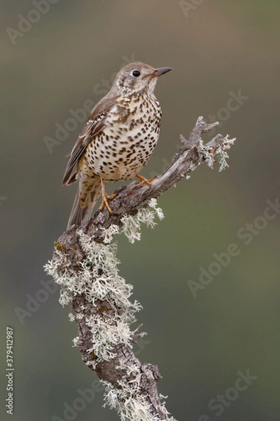 Fototapeta Mistle Thrush (Turdus viscivorus) perched on a branch