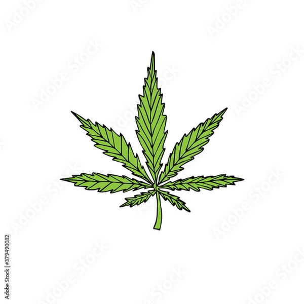 Fototapeta Vector hand drawn doodle sketch green colored hemp cannabis isolated on white background