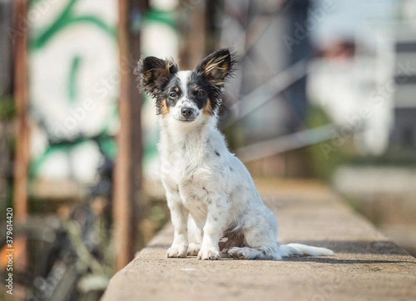 Fototapeta chihuahua