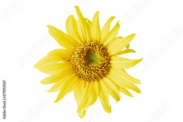 Fototapeta sunflower isolated on white background. Real Yellow sunflower from nature. a tall North American plant of the daisy family, with very large golden-rayed flowers. Sunflowers are cultivated for their ed