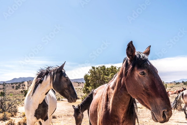 Fototapeta small herd of wild horses in Nevada desert