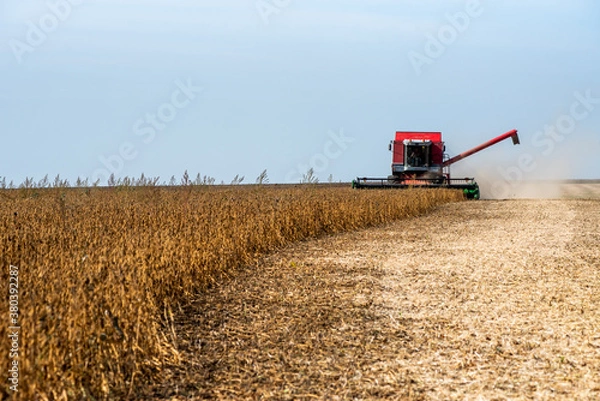 Fototapeta The combine harvests grain crops