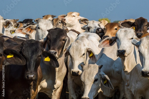 Fototapeta Herd of Brahman cattle close up in Chaco, Paraguay