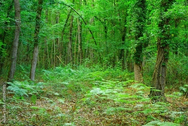 Fototapeta Foresta demaniale del Circeo natural reserve in the spring