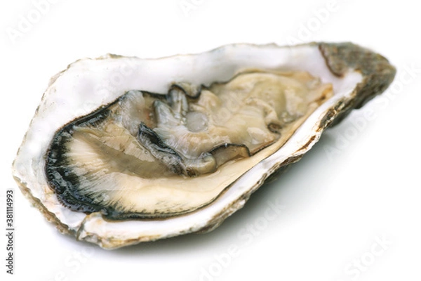 Fototapeta Oysters on a white background