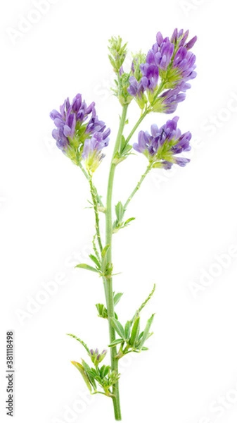 Fototapeta Alfalfa plant (Medicago sativa) isolated on white background. Alfalfa strains on a white background, close-up. Alfalfa isolated on a white background. Medicago sativa.