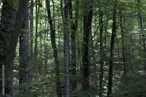 Fototapeta Trees in the dark forest