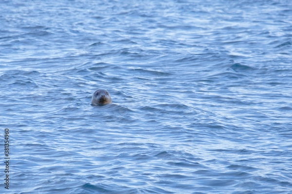 Fototapeta  Seal swimming in a fjord in Iceland. 