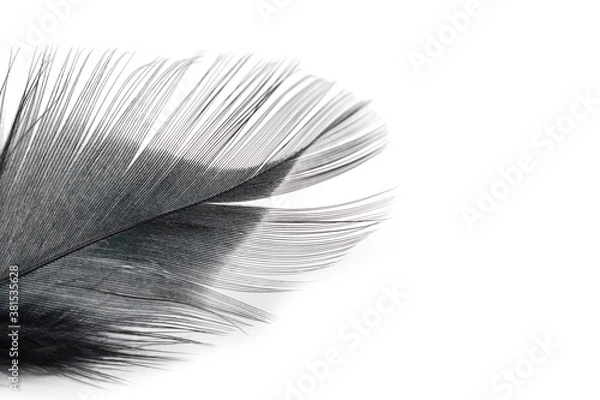 Fototapeta black feather texture on white background