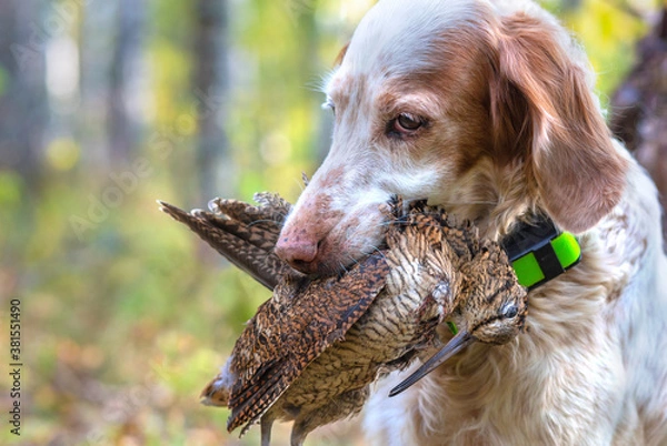 Fototapeta Hunting for a woodcock with the English setter.  Real hunt. Portrait of a hunting dog with trophies. Photos of real hunting. 