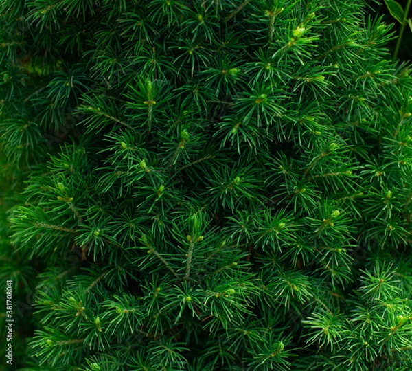 Fototapeta Macro shot of fresh green canadian conic spruce wallpaper floral nature background. Green leaf shrub spring summer texture. Screensaver, natural fonts, Wall shrubs