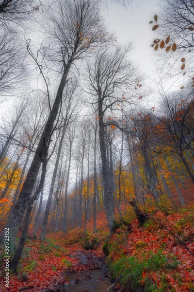 Fototapeta Image of colorful leaves falling down from tree branches in autumn.  Uludag National Park. Bursa, Turkey.