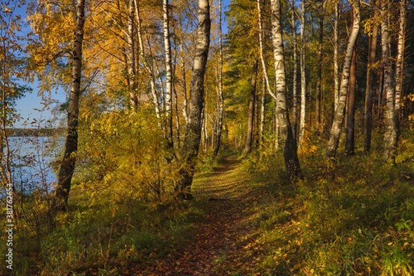 Fototapeta Beautiful landscape in autumn birch grove. Autumn, yellow birch forest, nature autumn landscape.