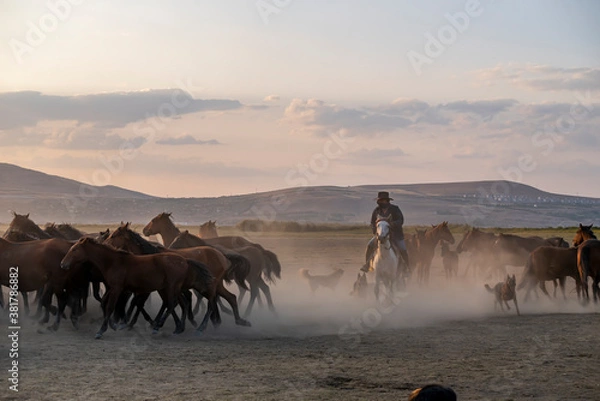 Fototapeta Wild horses run in foggy at sunset