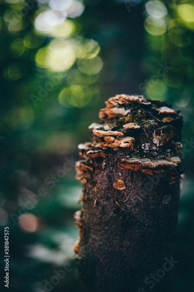 Fototapeta Pilze im Wald