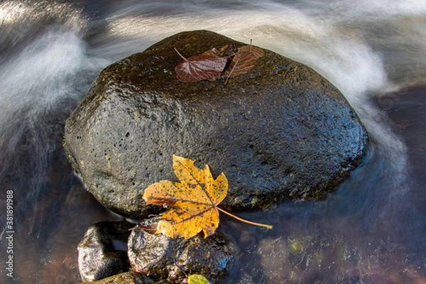 Fototapeta The fallen leaf is stuck on a stone in the quickly flow water. A water cascade in autumn river, close up.