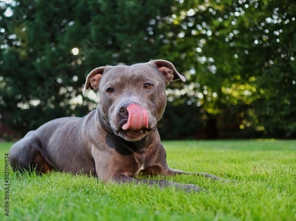 Obraz Portrait of English Staffordshire Bull Terrier Lying Down in the Green Grass in the Garden with Tongue Out. Blue Staffy Licks its Dog Muzzle.