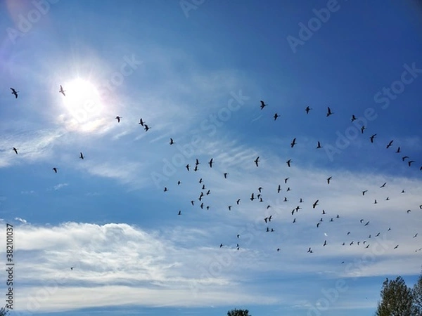 Fototapeta Bustard migration in September in Quebec, Canada