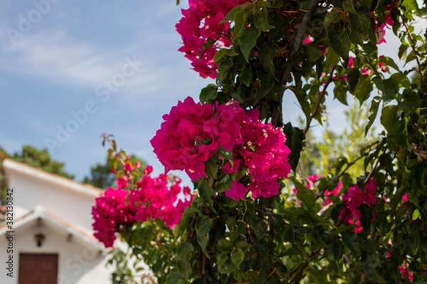 Fototapeta Bougainvillea pink flowers in the garden