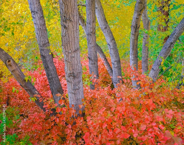 Fototapeta Autumn Cottonwood and Red Wild Rose grow together in Inyo National Forest.