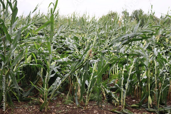 Fototapeta Green Corn field damaged by bad weather on summer. Storm on corn field 