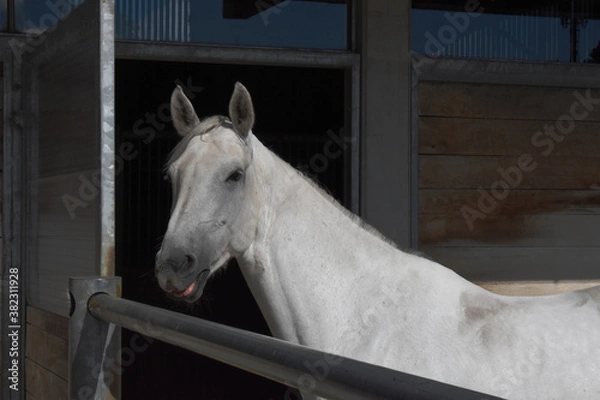 Fototapeta Farm horse in front of the stable