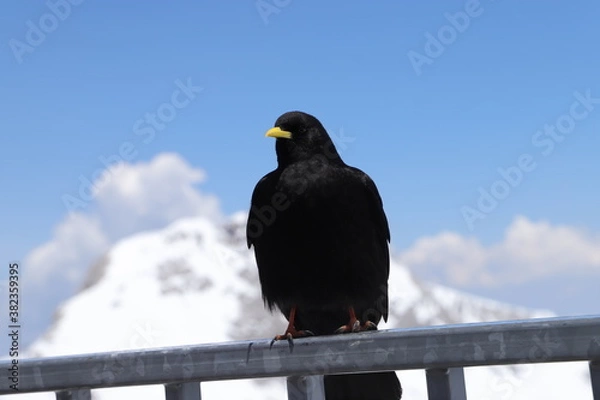 Obraz Alpendohle auf dm Dachstein