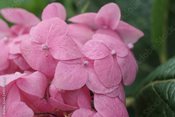 Fototapeta Pink Hydrangea Flowers Close Up