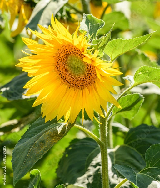 Fototapeta one sunflower in the field